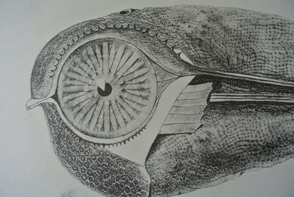 MAX ERNST -Histoire Naturelle- Blad uit de herdruk van de uitgave uit 1926. kopen? Bied vanaf 87!