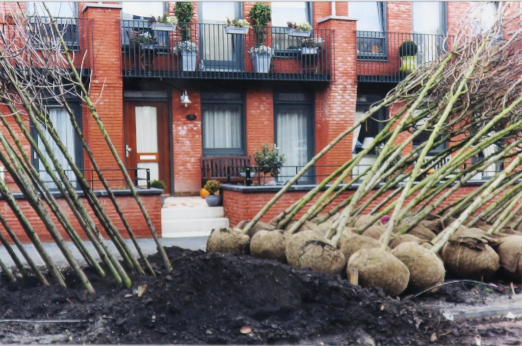 Mieke Gresnigt: Foto, Bomen -Ingelijst kopen? Bied vanaf 1!