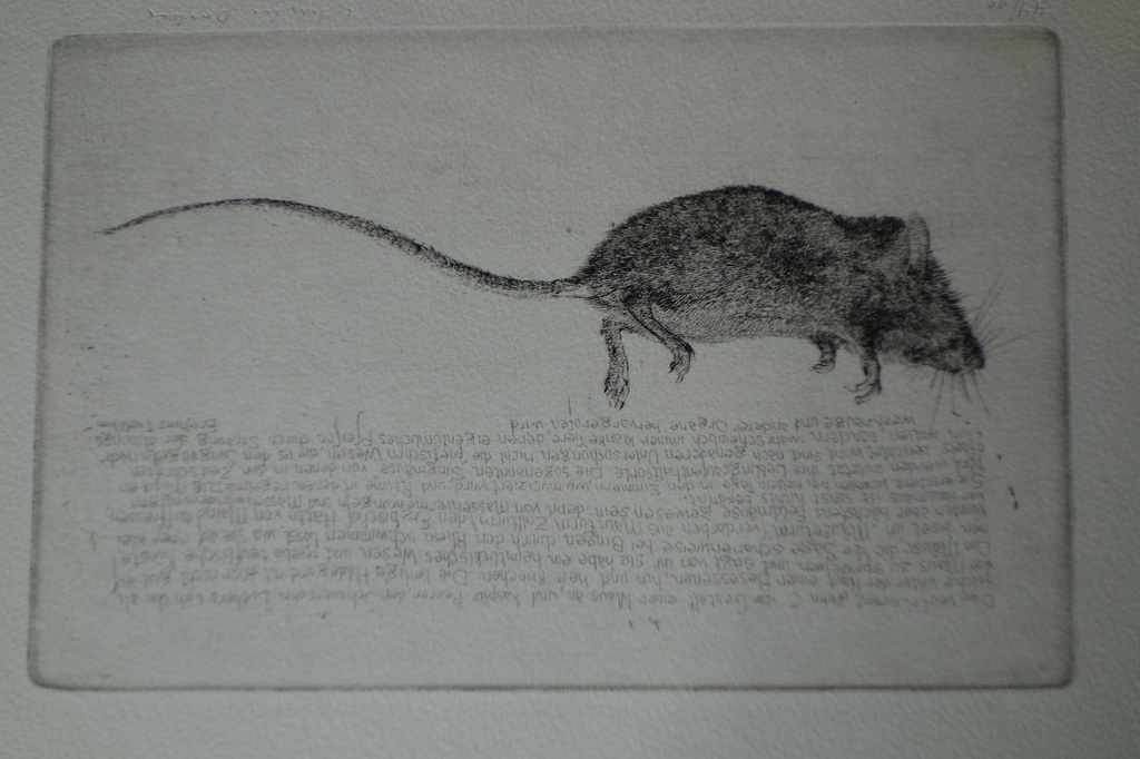 Charles donker, Ets Dode Muis II, 1970, zie Dagboek Rhijnauwen. verkocht voor € 120!