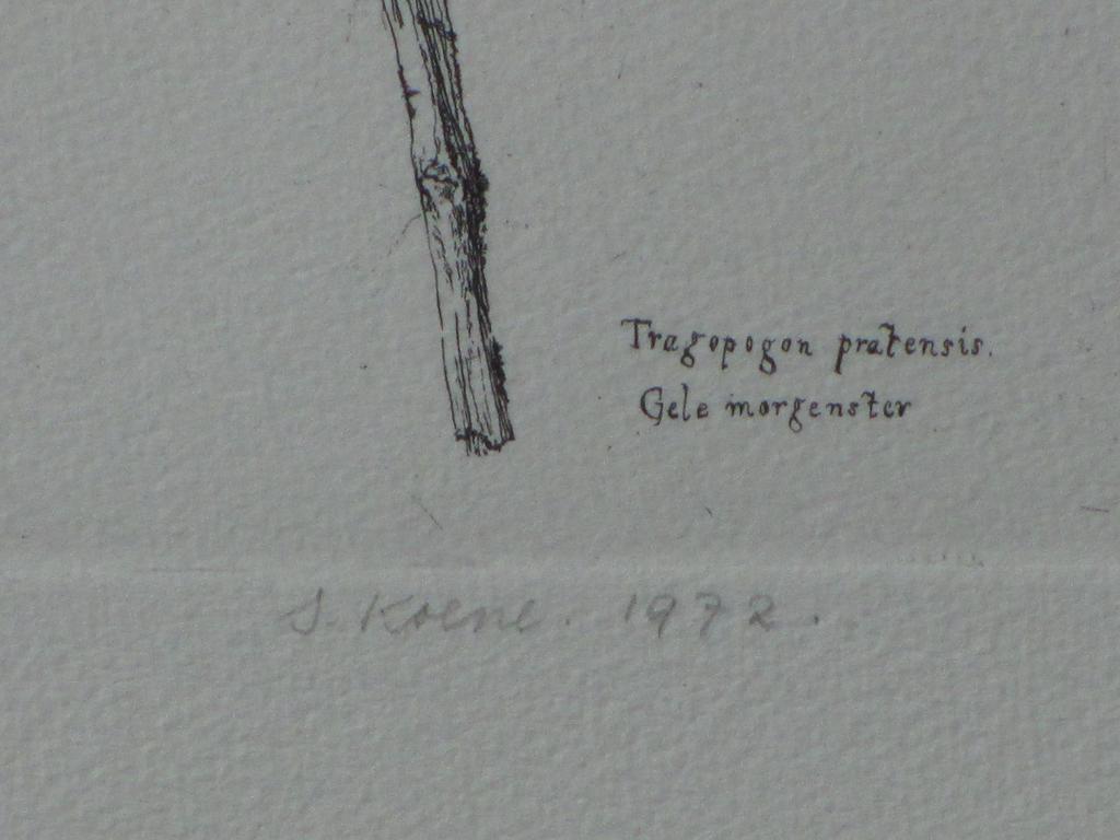 Simon Koene, Ets, Plantensoorten kopen? Bied vanaf 35!