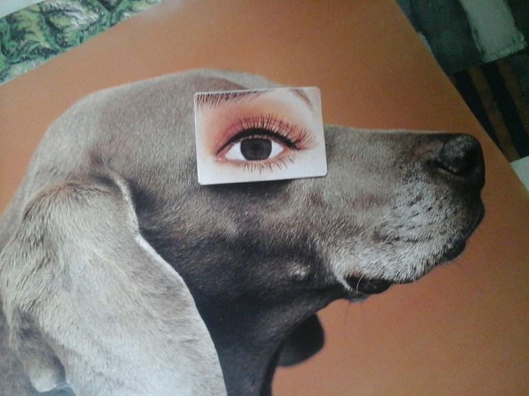 Expositie-affiche William Wegman, Granada. 2003-4 - Eyewear, 1994.  kopen? Bied vanaf 1!