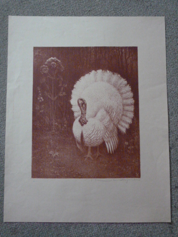 H.Verstijnen - litho - Witte kalkoen kopen? Bied vanaf 35!