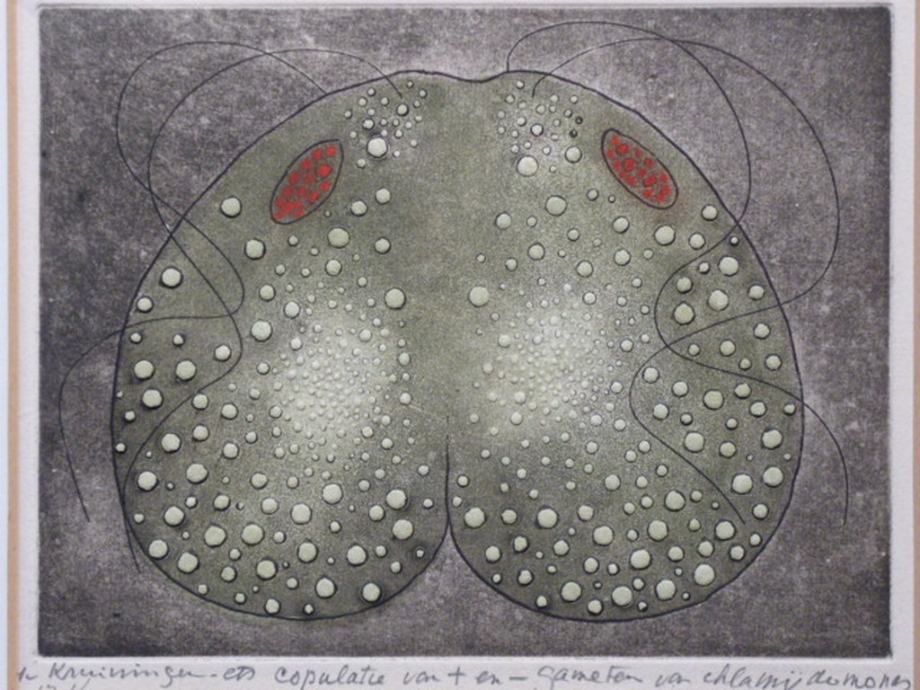 Harry van Kruiningen - kleurenets - Copulatie kopen? Bied vanaf 50!