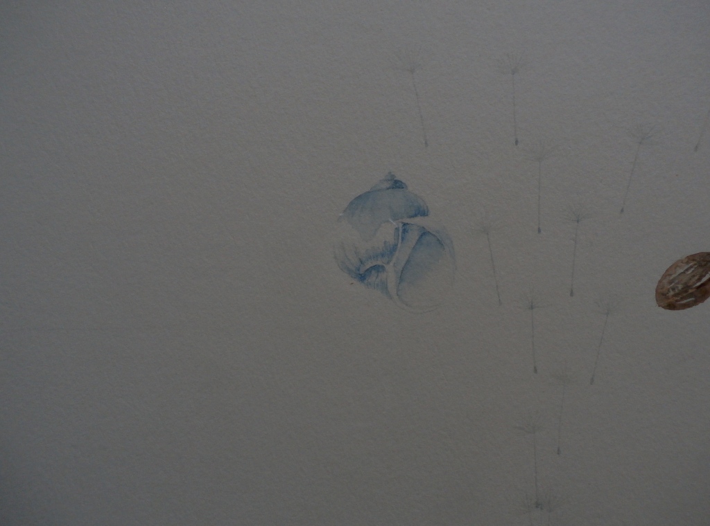 Melle oldeboerrigter ingelijste aquarel:compositie met schelp en pitten, handges kopen? Bied vanaf 150!