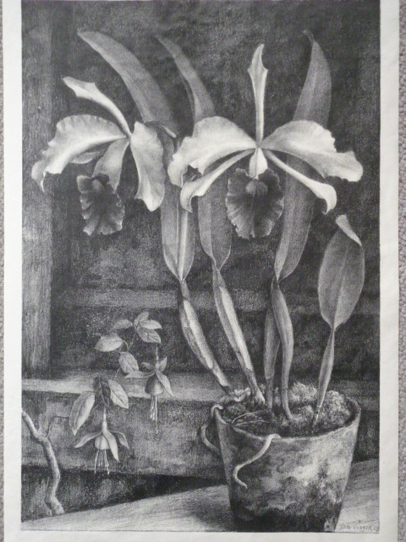 Jan Visser - litho - Orchidee en fuchsia kopen? Bied vanaf 25!