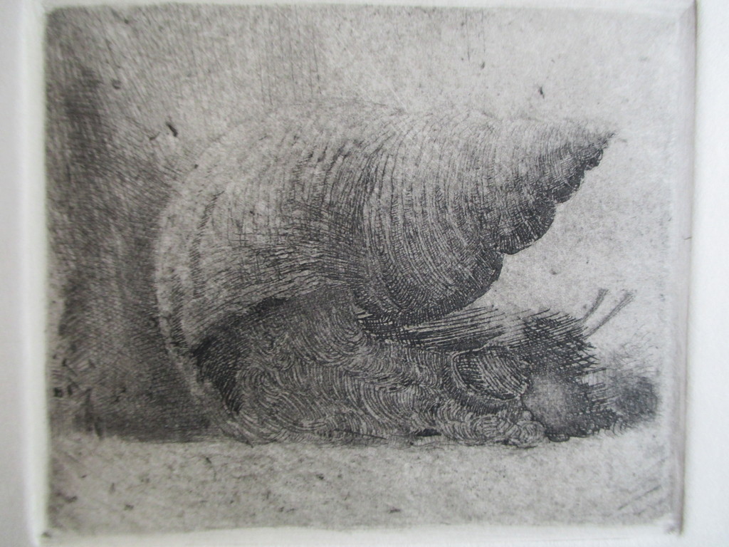 Poppe Damave, ets "Wulk" kopen? Bied vanaf 20!