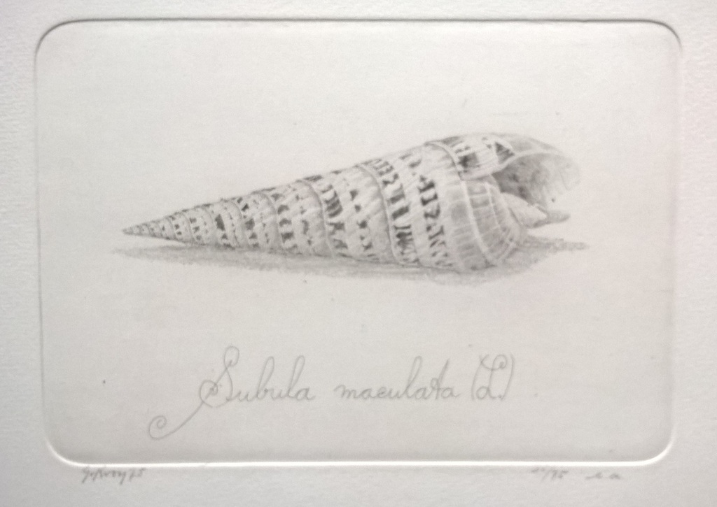 Gerard van Rooy – Subula maculata - gesigneerde ets verkocht voor € 75!