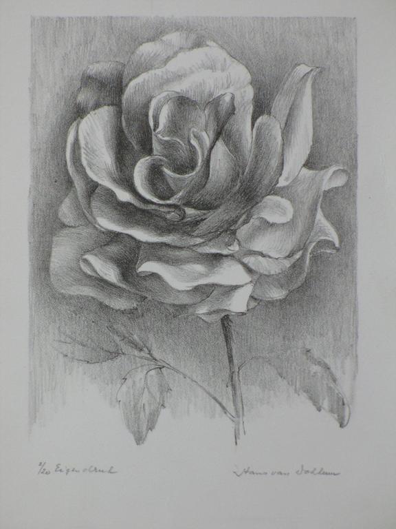 Hans van Dokkum, Stilleven met roos, Litho kopen? Bied vanaf 1!