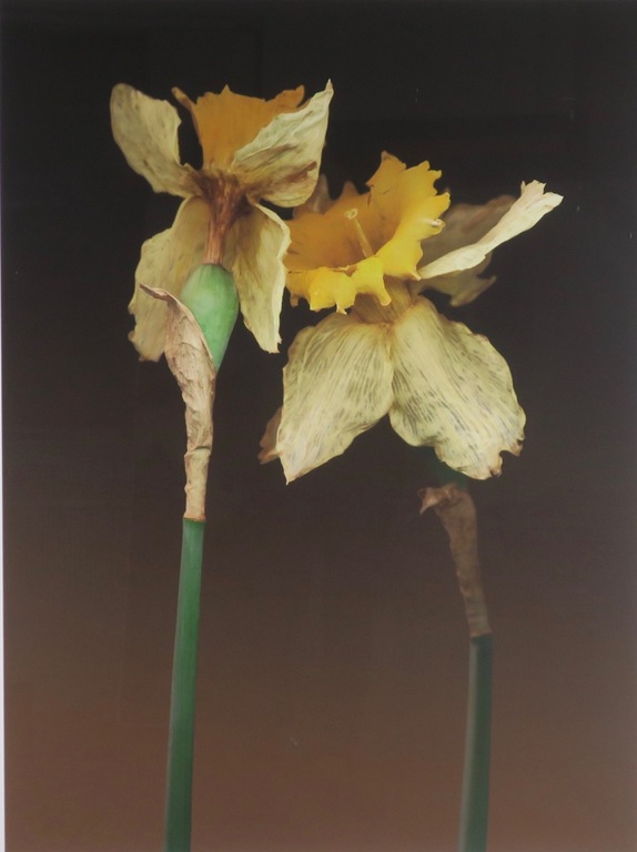 Joop Vos en Maria Berkhout: Giclee, Narcissen - Ingelijst (Groot) verkocht voor € 80!