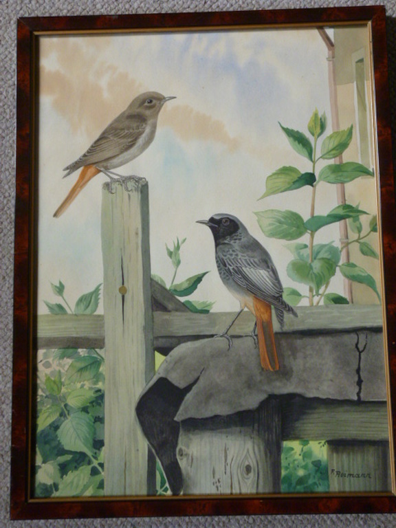 Friedrich Reimann - aquarel - Twee zwarte roodstaarten verkocht voor € 125!