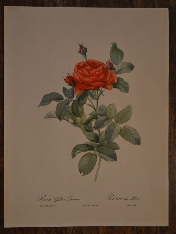 14 prenten van P.J. Redoute, diverse rozen kopen? Bied vanaf 1!