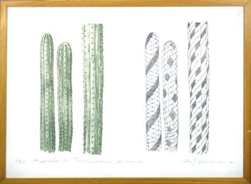 Sjoerd Buisman, Spirals on Trichocereus pachanoi, '81, grote ingelijste litho verkocht voor € 240!