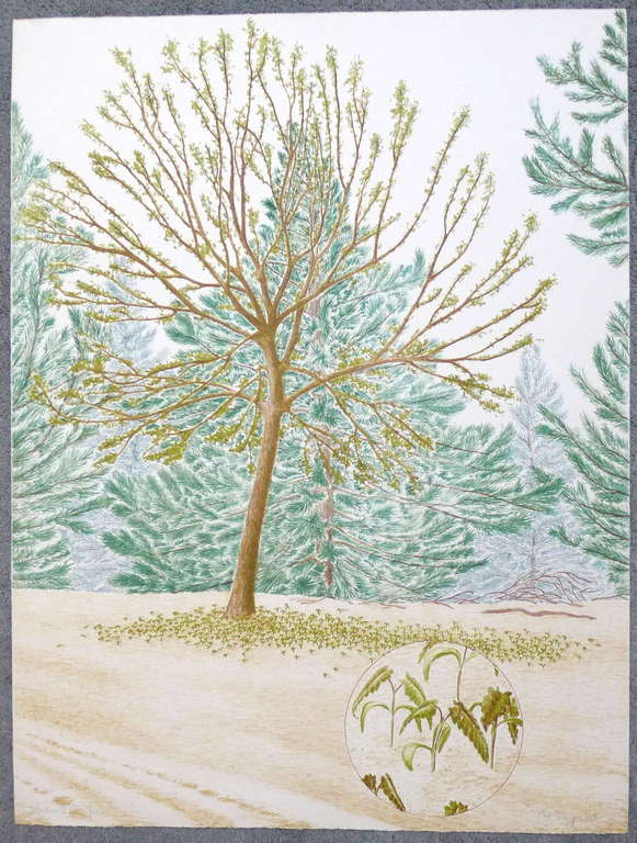 Ite Siegers, litho uit 1978 kopen? Bied vanaf 1!