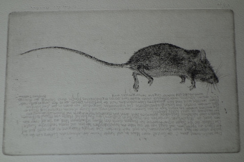 Charles donker, Ets Dode Muis II, 1970, zie Dagboek Rhijnauwen. kopen? Bied vanaf 1!