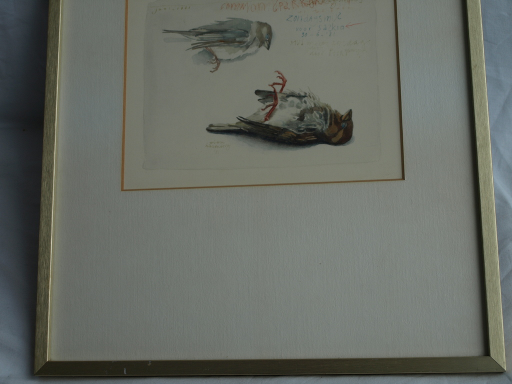 Pien Hazenberg (1942-) – Aquarel, Dooie mus / Sparrow - 1981 kopen? Bied vanaf 1!