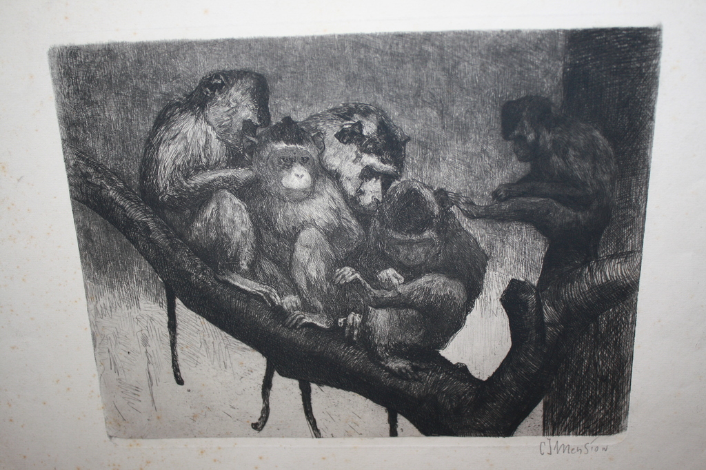 CJ Mension - ETS APEN kopen? Bied vanaf 40!