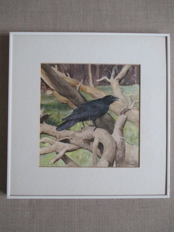 Marius Kolvoort, Ingelijste aquarel, Vogel kopen? Bied vanaf 35!