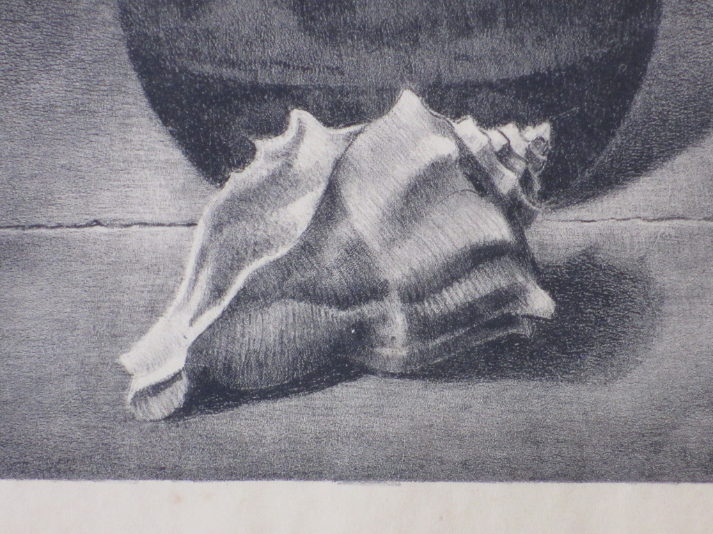 Toon van de Muysenberg, Stilleven met schelp, Litho kopen? Bied vanaf 1!