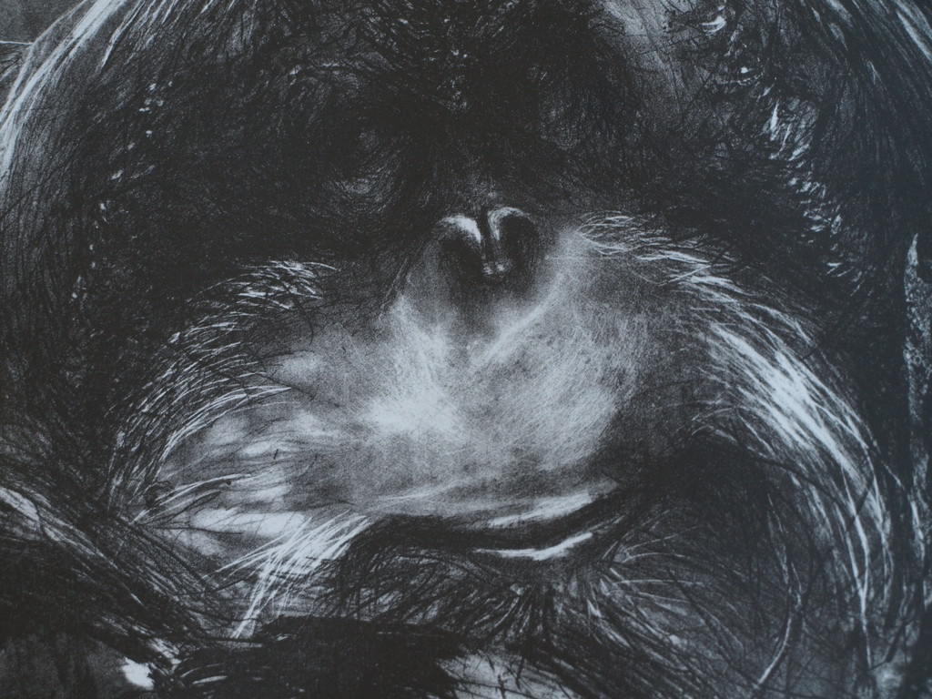 Ton Söder : Litho , Orang-oetan Joop – Artis - gesigneerd & ingelijst – 1982 kopen? Bied vanaf 1!