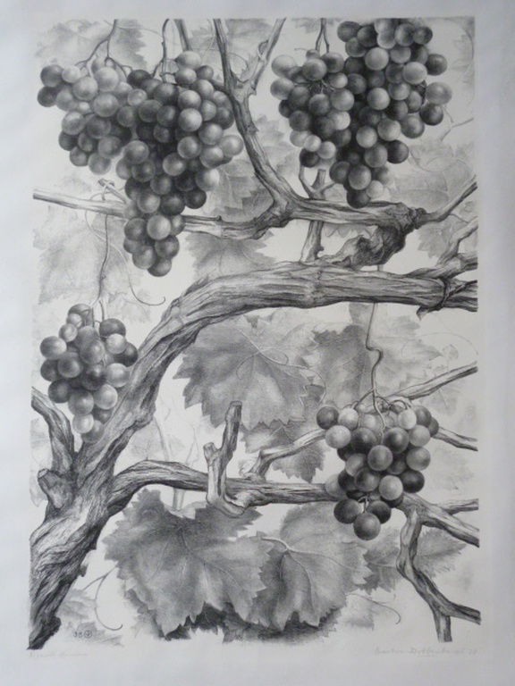 Aart van Dobbenburgh - litho - Rijpende druiven verkocht voor € 55!