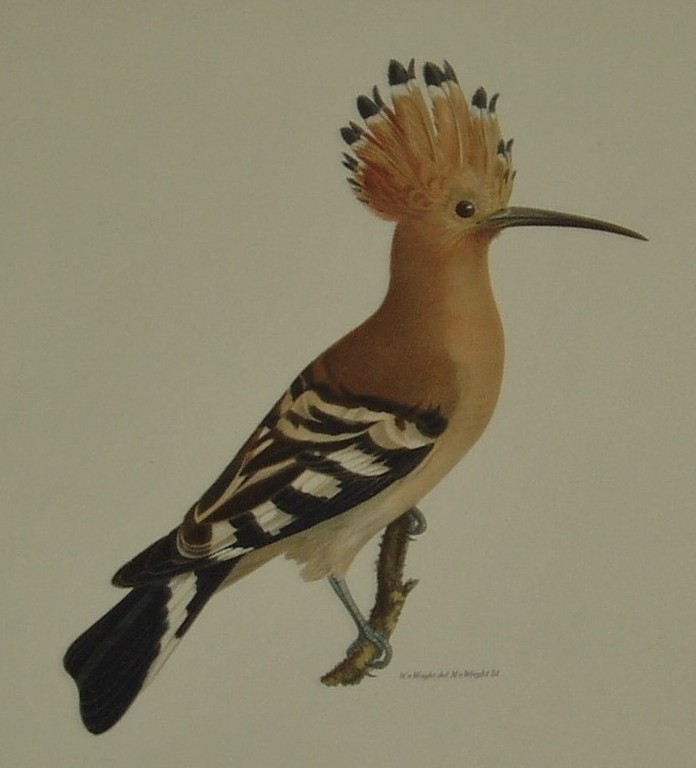 Lithogravie - Upupa Epops (De Hop) - Wilhelm von Wright - 1917 kopen? Bied vanaf 20!