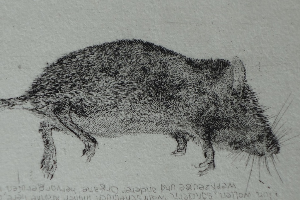 Charles donker, Ets Dode Muis II, 1970, zie Dagboek Rhijnauwen. kopen? Bied vanaf 1!
