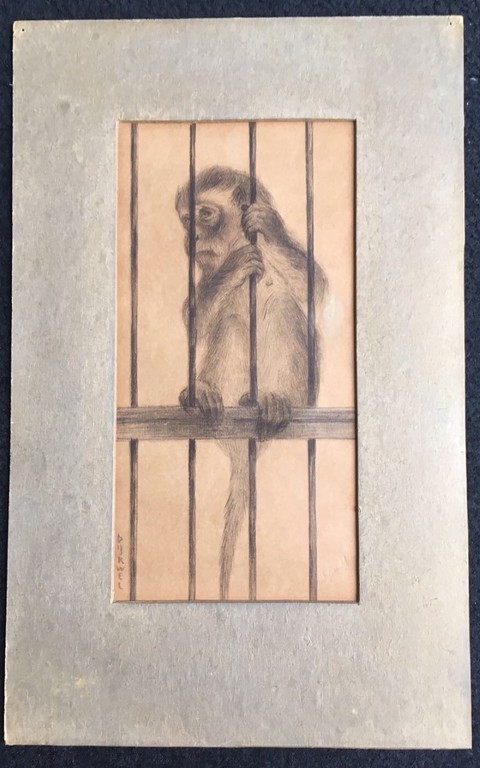 Theo Dijkwel aapje in Artis. kopen? Bied vanaf 1!