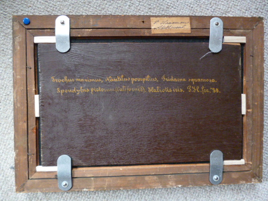 Pieter Haaxman - olieverf - Stilleven met Nautilusschelp kopen? Bied vanaf 150!