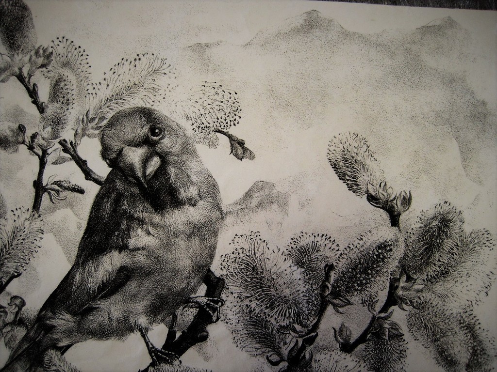 Magnifiek Grafisch werk van A van Dobbenburgh "Appelvink" gesigneerd 1945 kopen? Bied vanaf 1!