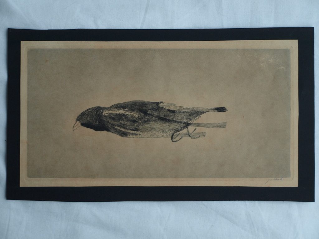 Johann Wilhelm Henke : Ets , Dood vogeltje – Gesigneerd – ca 1930 kopen? Bied vanaf 1!