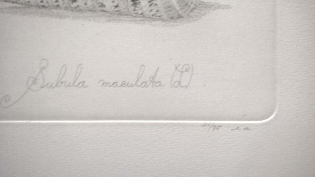 Gerard van Rooy – Subula maculata - gesigneerde ets  kopen? Bied vanaf 75!