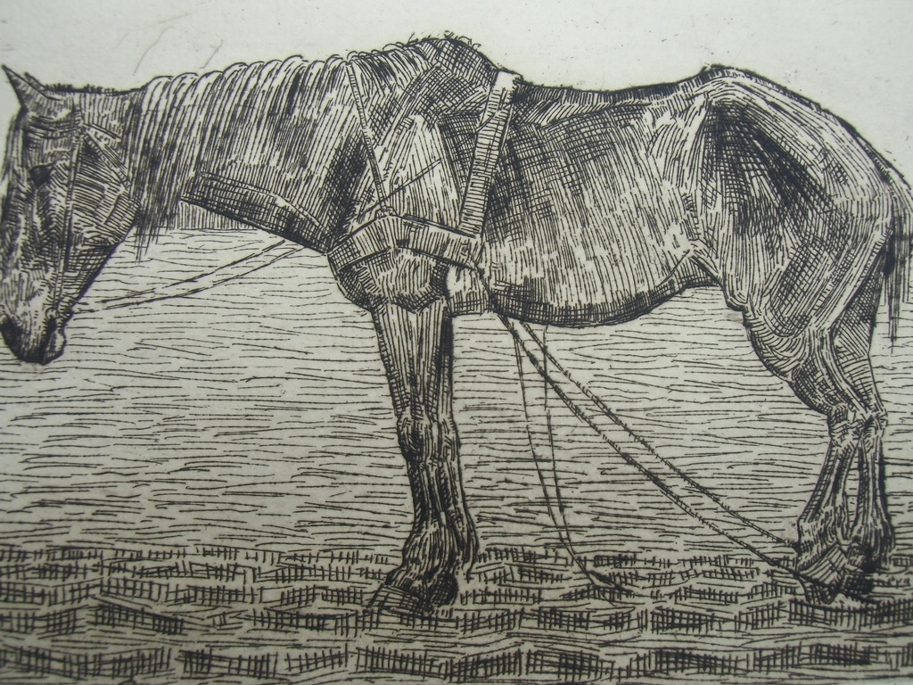 STAAND TREKPAARD  ///  ETS VAN KEES HEYNSIUS kopen? Bied vanaf 25!