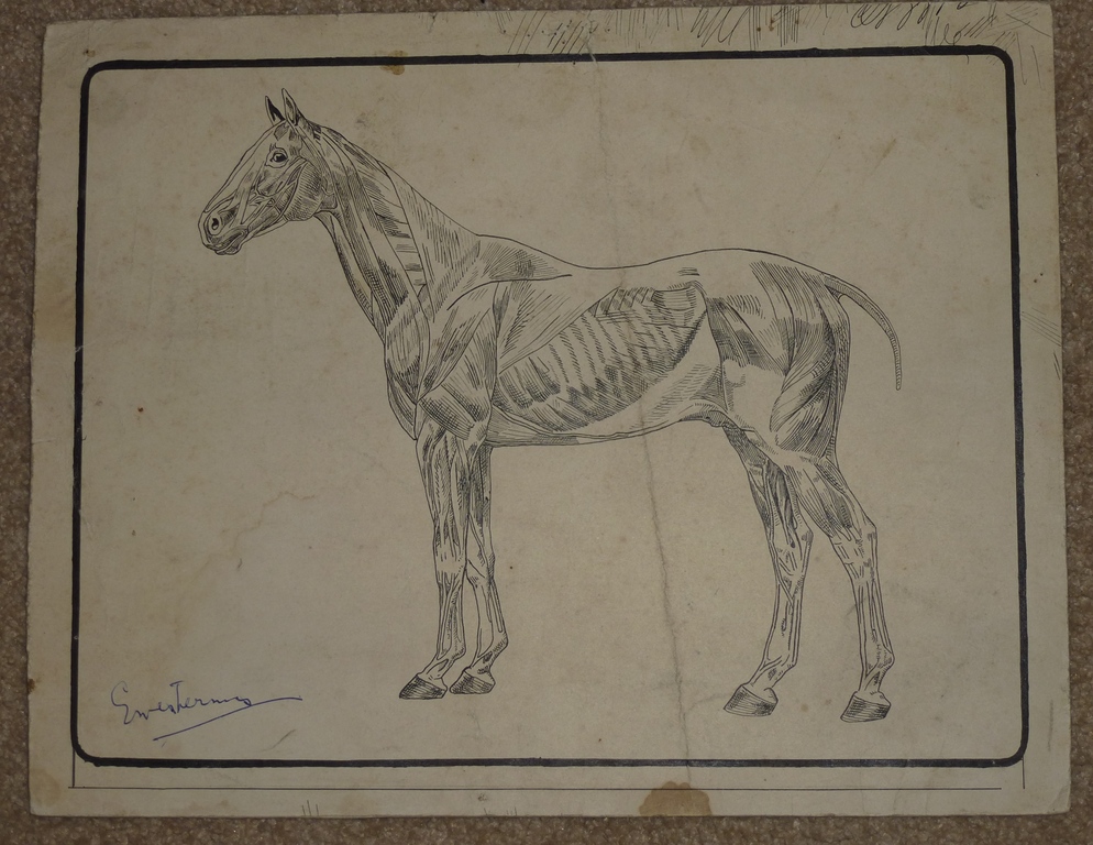 Gerard Westermann, tekening: paard , handgesigneerd kopen? Bied vanaf 1!