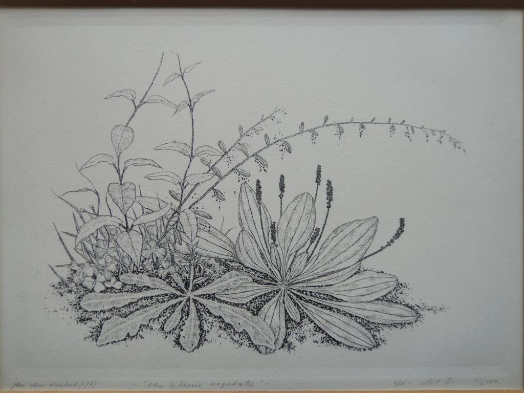 Jan van Winkel, ets, weegbree kopen? Bied vanaf 25!