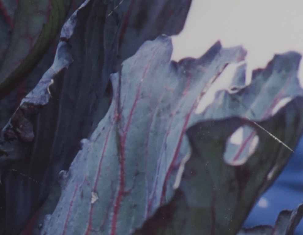 Robert Wevers: Inkjetprint, De kool, het mes en de hand - Ingelijst (Groot) kopen? Bied vanaf 1!