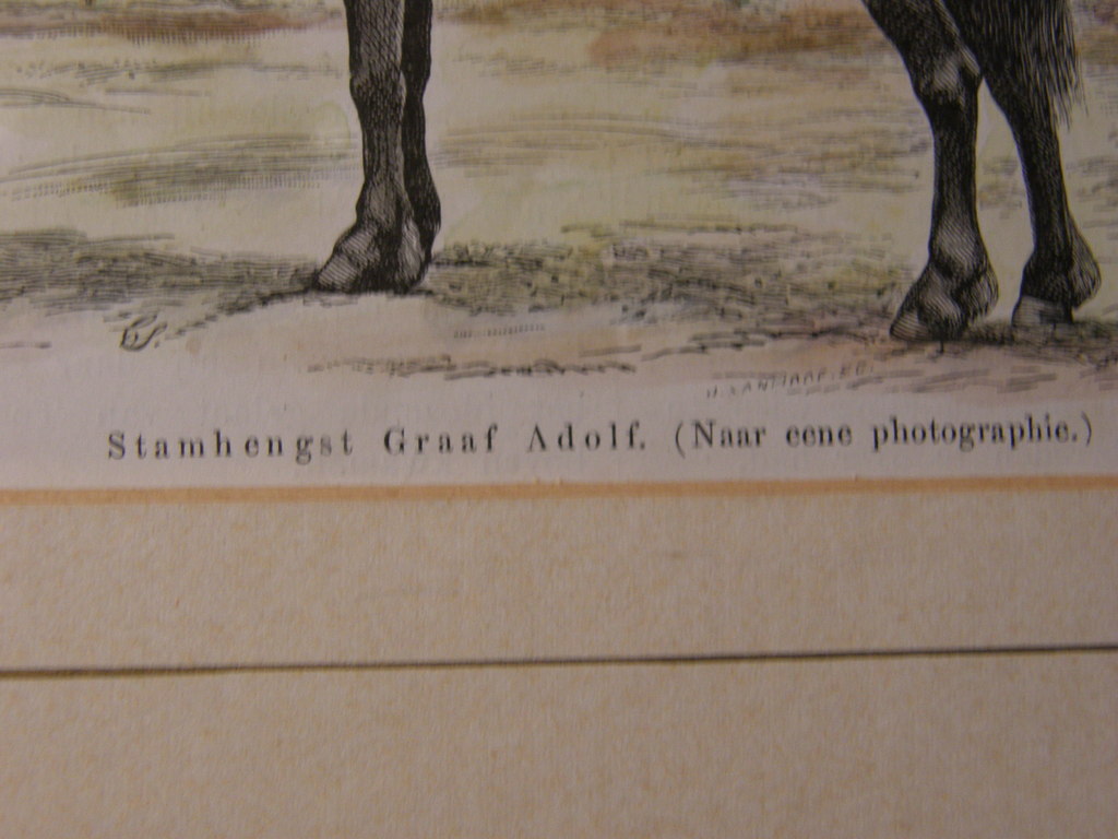 Ingekleurde houtgravure zinkografie Friese Hengst kopen? Bied vanaf 25!