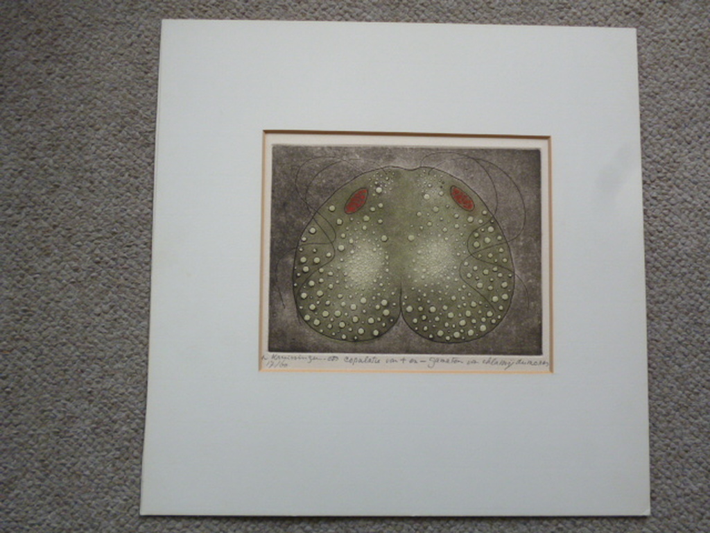 Harry van Kruiningen - kleurenets - Copulatie kopen? Bied vanaf 50!