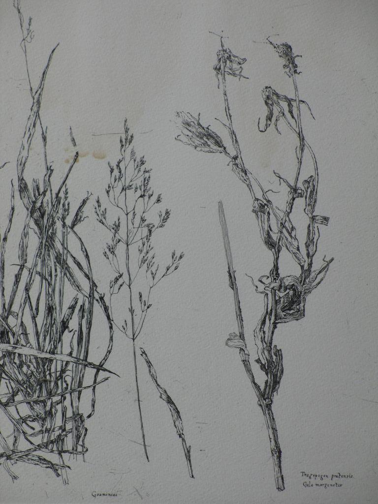 Simon Koene, Ets, Plantensoorten kopen? Bied vanaf 35!