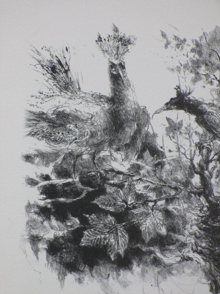 Jan Mensinga, Vogels en een uil, Litho kopen? Bied vanaf 45!