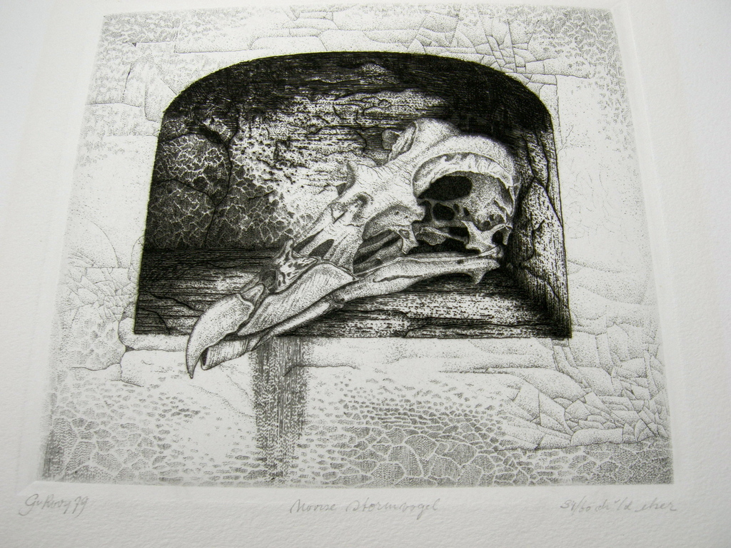 Gerard van Rooy, ets: Noorse stormvogell verkocht voor € 40!