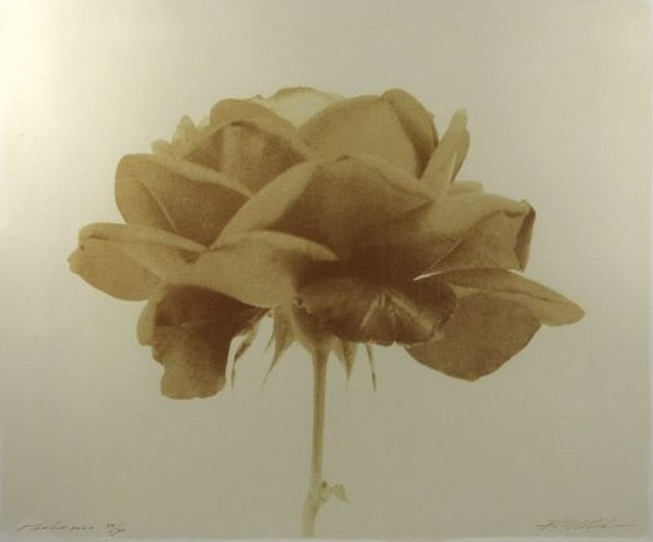 Paul Blanca: Roos - Ingelijst (groot formaat) kopen? Bied vanaf 60!