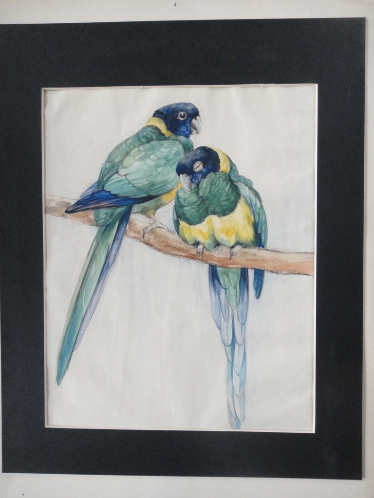 Tini van Doornik (1906-1980), aquarel, waaierparkieten op een tak kopen? Bied vanaf 50!