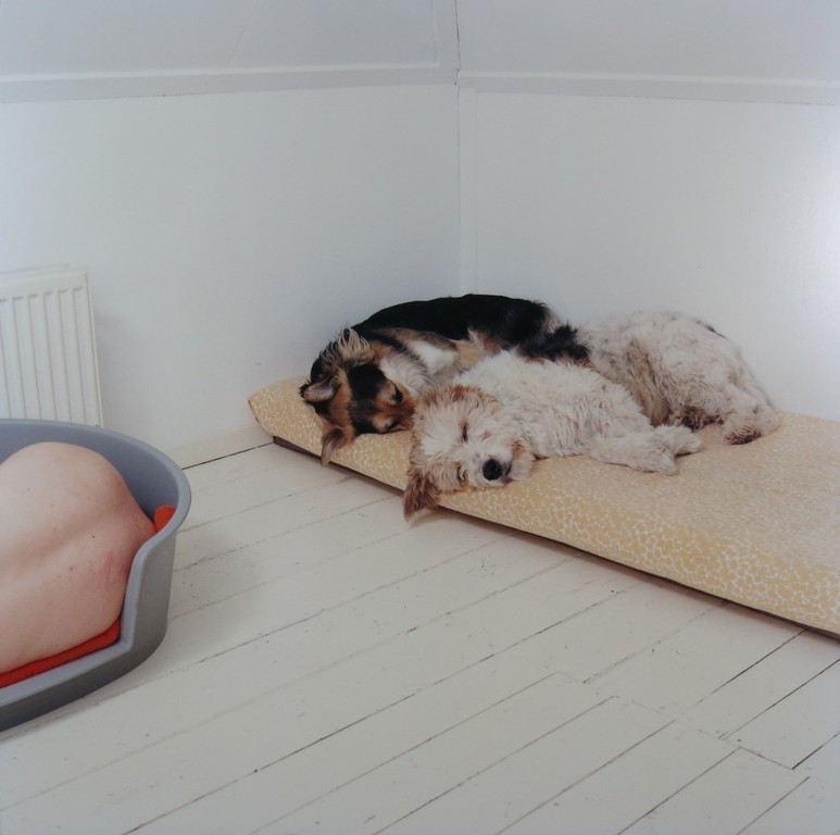 Maarten Wetsema: Foto, Zelfportret met Honden verkocht voor € 45!