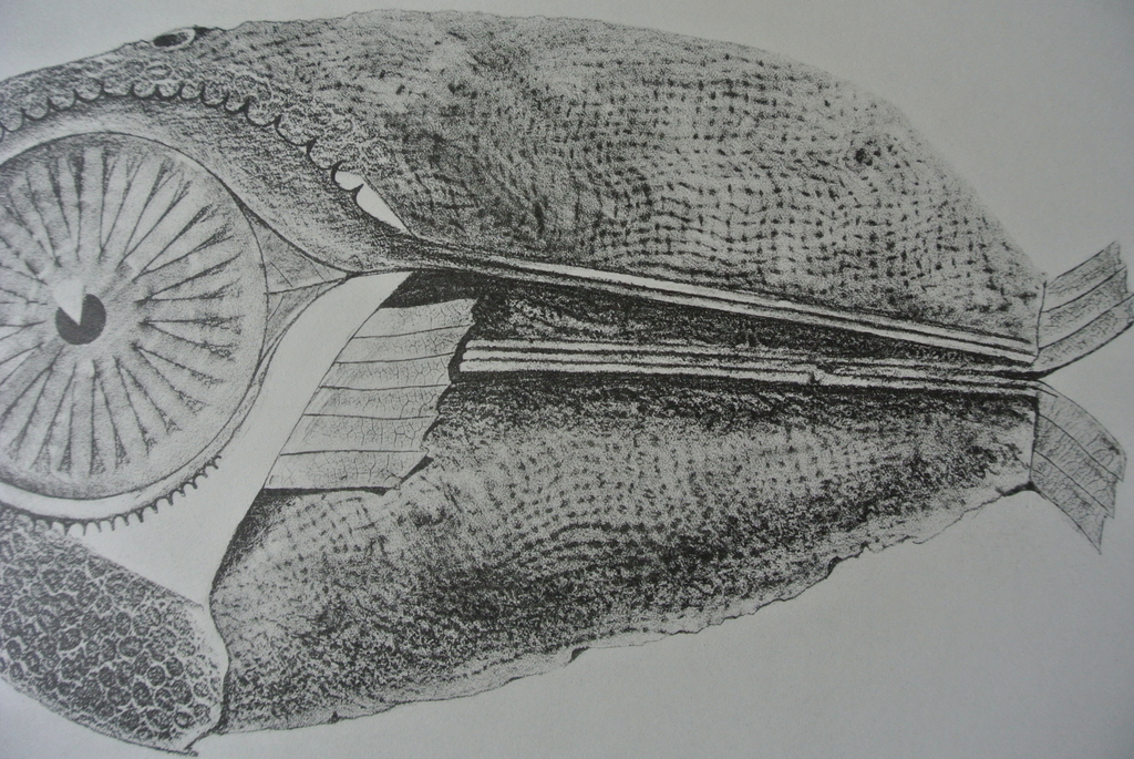 MAX ERNST -Histoire Naturelle- Blad uit de herdruk van de uitgave uit 1926. kopen? Bied vanaf 87!