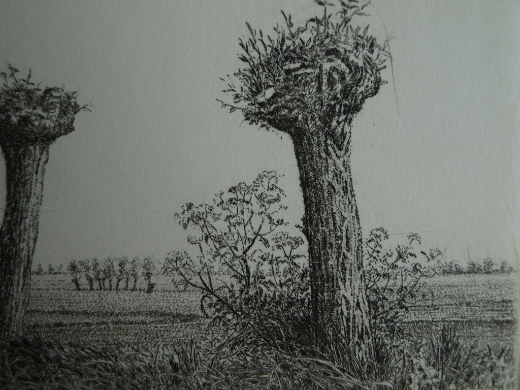 Han van Hagen (1944-) : Ets – Knotwilgen – gesigneerd – 1987 kopen? Bied vanaf 1!