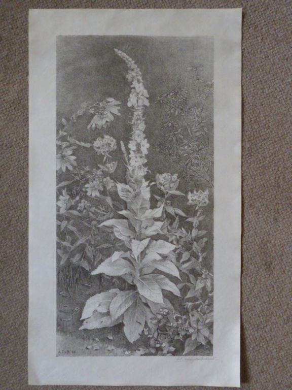 Anna Catharina Teding van Berkhout - litho - Ridderspoor kopen? Bied vanaf 40!