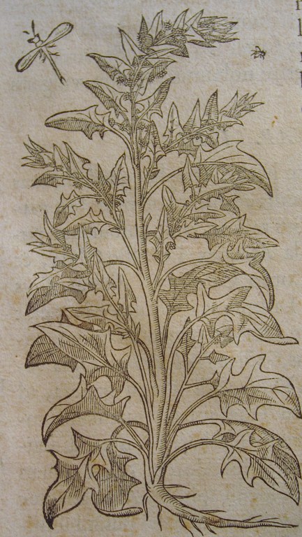 Botanische kopergravure - vroeg 18e eeuw - spinazie kopen? Bied vanaf 1!