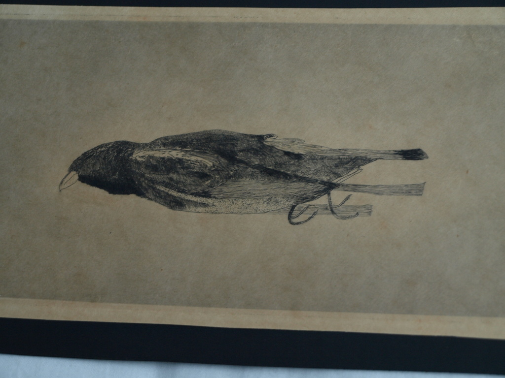 Johann Wilhelm Henke : Ets , Dood vogeltje – Gesigneerd – ca 1930 kopen? Bied vanaf 1!
