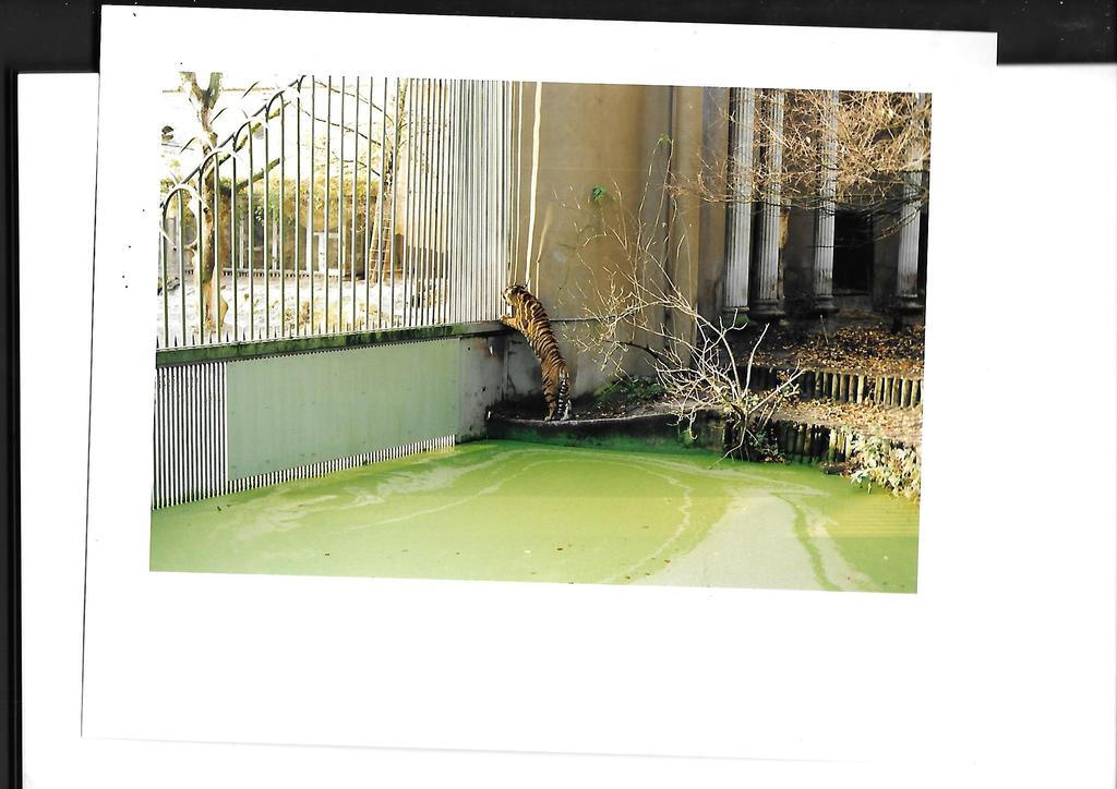 Helena van der Kraan kopen? Bied vanaf 1!