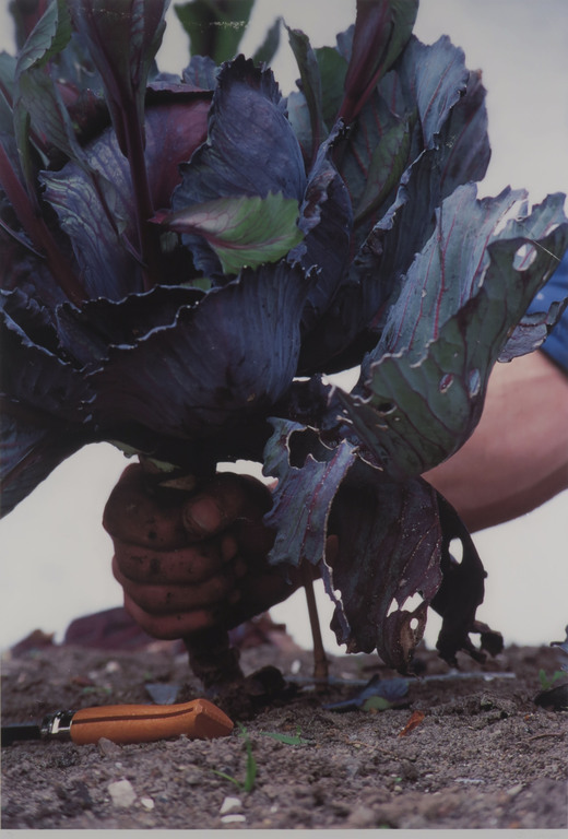Robert Wevers: Inkjetprint, De kool, het mes en de hand - Ingelijst (Groot) kopen? Bied vanaf 1!